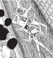 Junji Ito - Collection  - Venus in the Blind Spot