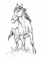 Bruno Graff Art Book  - Paarden van Hermann
