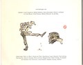 Joost Swarte - Collectie  - Hondepoep op de stoep, Softcover (Mondria)