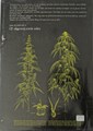 Simon Vinkenoog  - Moeder Gras - Een boek over marihuana, Softcover (Corrie Zelen)